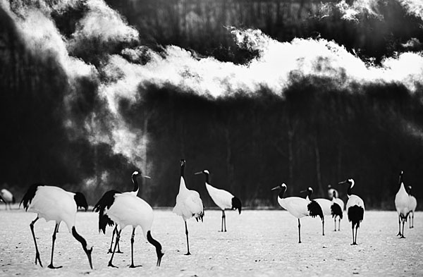 Photograph Suk Eun Kim Crane Is Dream on One Eyeland
